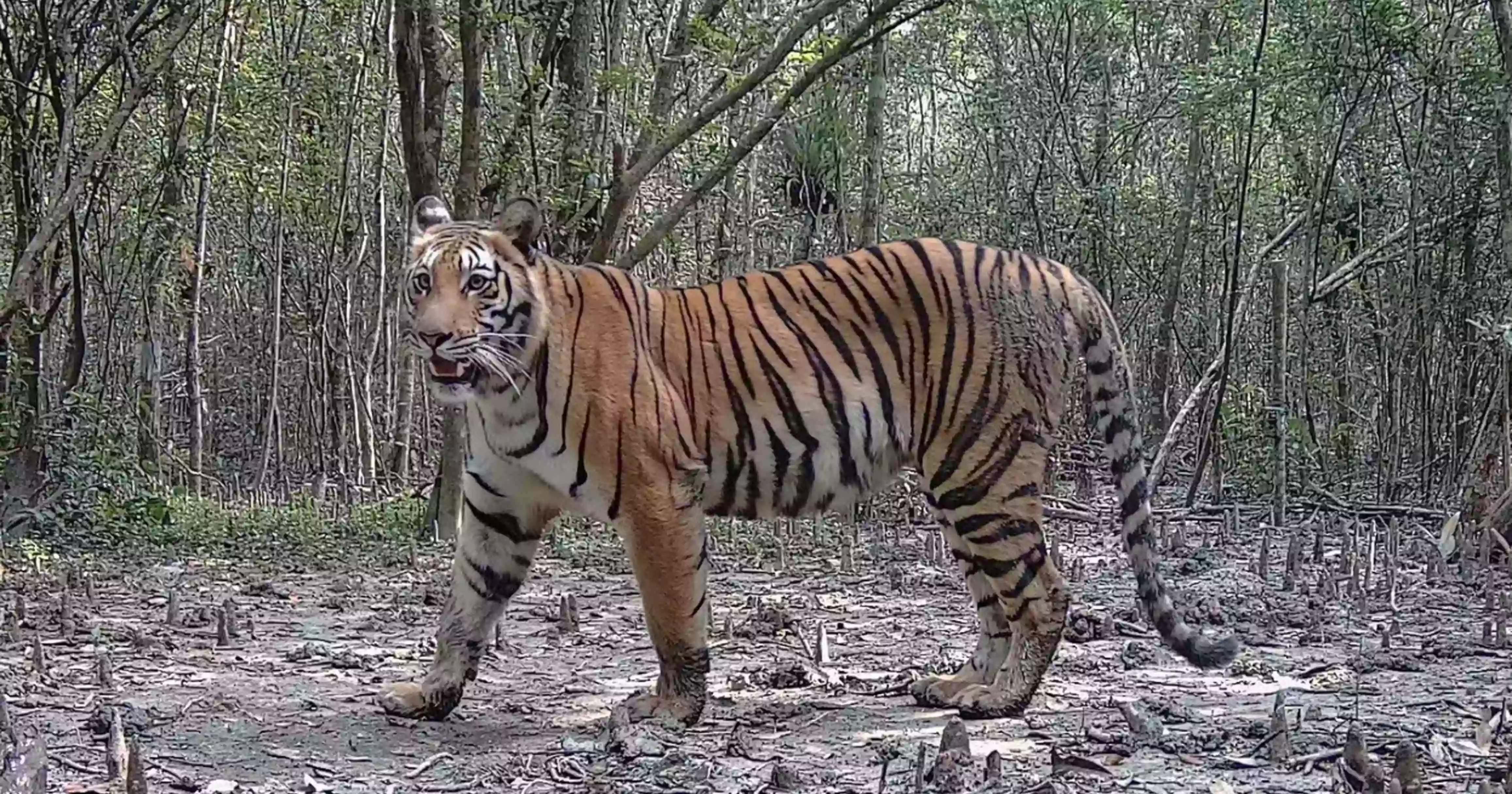 বিশ্ব বাঘ দিবস: প্রাণহানির উদ্বেগের মধ্যেও সুন্দরবনে বাড়ছে বাঘের সংখ্যা